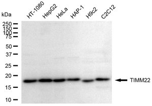 Anti TIMM22 Antibody, clone 24GB2355, Rabbit Monoclonal clone 24GB2355, recombinant rabbit monoclonal, expressed in HEK293 cells