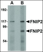 Anti-FNIP2 antibody produced in rabbit affinity isolated antibody, buffered aqueous solution, ab1