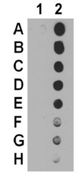 Anti-acetyl-p53 (Lys120) Antibody from rabbit, purified by affinity chromatography