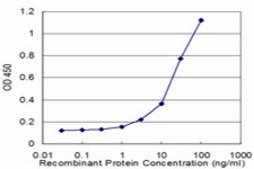 Monoclonal Anti-HLA-DQB2 antibody produced in mouse clone 4C3, purified immunoglobulin, buffered aqueous solution