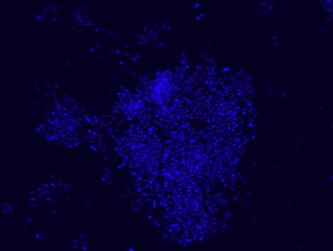 Akkermansia muciniphila FISH probe - Cy3 Probe for fluorescence in situ hybridization (FISH),20 &#956;M in water