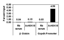 Anti-acetyl-Histone H3 (Lys18) Antibody, Trial Size serum, Upstate®