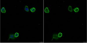 Anti-CD31/PECAM-1.3 Antibody, clone MBC 78.3 clone MBC 78.3, from mouse