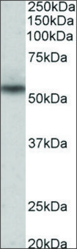 Anti-Nprl3 antibody produced in goat affinity isolated antibody, buffered aqueous solution