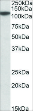 Anti-MTHFD1L antibody produced in goat affinity isolated antibody, buffered aqueous solution