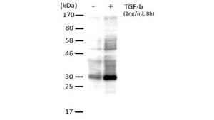Anti-TMEPAI Antibody, clone 9F10 clone 9F10, from mouse