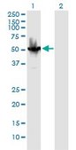 Monoclonal Anti-BAG5 antibody produced in mouse clone 2E2, purified immunoglobulin, buffered aqueous solution