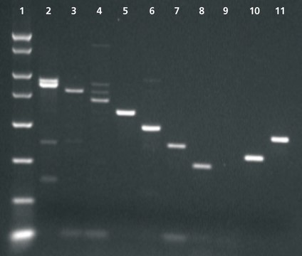 增强型禽逆转录酶 [eAMV &#8482; RT] For reverse transcription at higher temperatures &amp; rare mRNAs