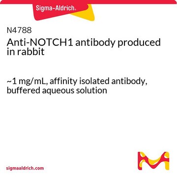 Anti-NOTCH1 antibody produced in rabbit ~1&#160;mg/mL, affinity isolated antibody, buffered aqueous solution