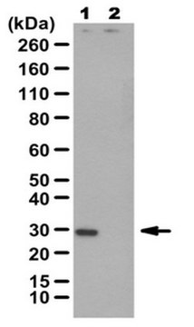 Anti-Neomycin Phosphotransferase II Antibody | AC113 from rabbit, purified by affinity chromatography