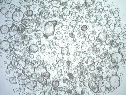 3dGRO Colon Intestinal Organoids, Age 43 (Prep ht-118-C)