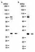 Anti-COPS5 Antibody purified antibody, clone 12-12E, from mouse