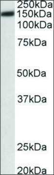 Anti-ATP2B1 antibody produced in goat affinity isolated antibody, buffered aqueous solution