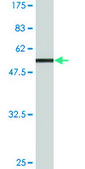 Monoclonal Anti-VDAC2 antibody produced in mouse clone 3D2, purified immunoglobulin, buffered aqueous solution