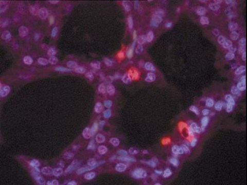 ApopTag Reaction Buffer ApopTag Reaction Buffer is intended for use in labeling the 3&#8242;-OH ends of fragmented DNA during apoptotic cell detection.