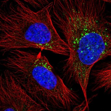 Anti-RAB20 antibody produced in rabbit Prestige Antibodies&#174; Powered by Atlas Antibodies, affinity isolated antibody