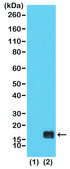 Anti-Monomethyl-Histone H3 (Lys9) antibody, Rabbit monoclonal recombinant, expressed in HEK 293 cells, clone RM150, purified immunoglobulin