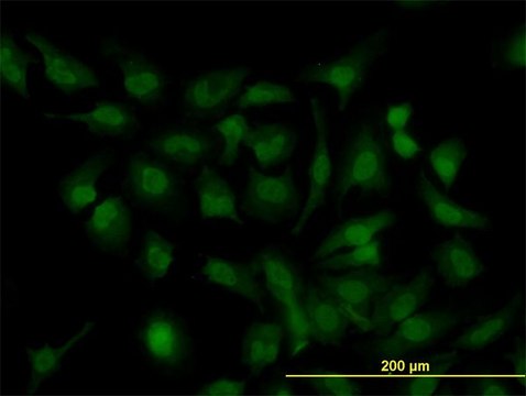 Monoclonal Anti-HOXD11 antibody produced in mouse clone 5E7, purified immunoglobulin, buffered aqueous solution