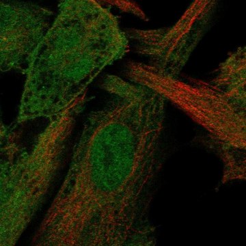 Anti-STAMBP antibody produced in rabbit Prestige Antibodies&#174; Powered by Atlas Antibodies, affinity isolated antibody