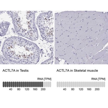 Anti-ACTL7A antibody produced in rabbit Prestige Antibodies&#174; Powered by Atlas Antibodies, affinity isolated antibody, buffered aqueous glycerol solution, Ab1