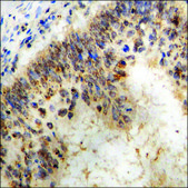 Anti-phospho-SEK1/MKK4 (pThr261) antibody produced in rabbit affinity isolated antibody