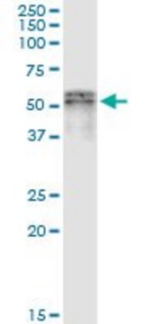 Monoclonal Anti-SCLY antibody produced in mouse clone 3B2, purified immunoglobulin, buffered aqueous solution