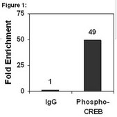 ChIPAb+ Phospho-CREB (Ser133) - ChIP Validated Antibody and Primer Set from rabbit