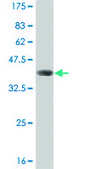 ANTI-FOXO3A antibody produced in mouse clone 4F2, purified immunoglobulin, buffered aqueous solution