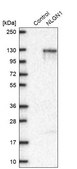 Anti-NLGN1 antibody produced in rabbit Prestige Antibodies® Powered by Atlas Antibodies, affinity isolated antibody, buffered aqueous glycerol solution