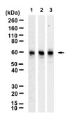 Anti-NRF1 Antibody, clone 1J3 ZooMAb® Rabbit Monoclonal recombinant, expressed in HEK 293 cells