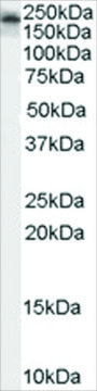 Anti-Kalirin (Isoform 2) antibody produced in goat affinity isolated antibody, buffered aqueous solution