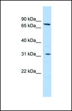 Anti-SLC23A2 antibody produced in rabbit affinity isolated antibody