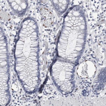 Anti-IL33 antibody produced in rabbit Prestige Antibodies&#174; Powered by Atlas Antibodies, affinity isolated antibody, buffered aqueous glycerol solution