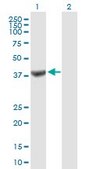 Anti-TRUB1 antibody produced in mouse IgG fraction of antiserum, buffered aqueous solution