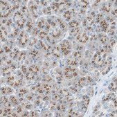 Anti-SEC16A antibody produced in rabbit Prestige Antibodies® Powered by Atlas Antibodies, affinity isolated antibody, buffered aqueous glycerol solution