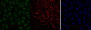 Anti-monomethyl Histone H4 (Lys20) Antibody, Alexa Fluor™ 488 conjugate from rabbit, ALEXA FLUOR™ 488