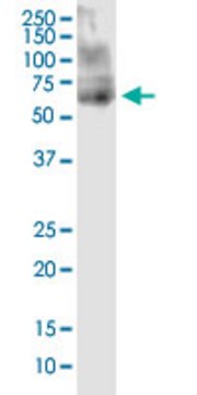 Monoclonal Anti-ANKS4B antibody produced in mouse clone 3E3, purified immunoglobulin, buffered aqueous solution