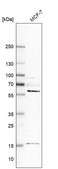 Anti-GRK6 antibody produced in rabbit Prestige Antibodies® Powered by Atlas Antibodies, affinity isolated antibody, buffered aqueous glycerol solution