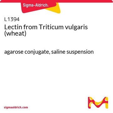 Lectin from Triticum vulgaris (wheat) agarose conjugate, saline suspension