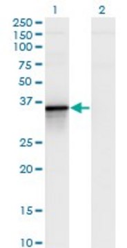 Monoclonal Anti-BCL2L14 antibody produced in mouse clone 1D11, purified immunoglobulin, buffered aqueous solution