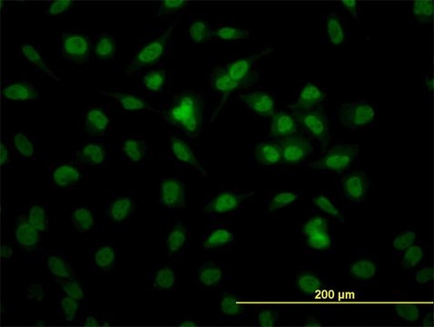 Monoclonal Anti-RBBP4, (C-terminal) antibody produced in mouse clone 4A5, purified immunoglobulin, buffered aqueous solution