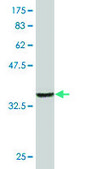 Monoclonal Anti-BMX antibody produced in mouse clone 3G3, purified immunoglobulin, buffered aqueous solution
