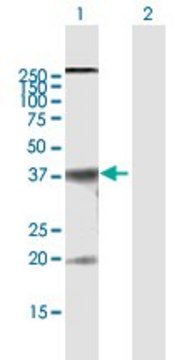 Anti-CLDN10 antibody produced in mouse purified immunoglobulin, buffered aqueous solution