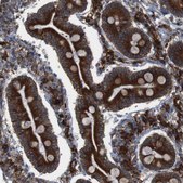 Anti-UGGT1 antibody produced in rabbit Prestige Antibodies® Powered by Atlas Antibodies, affinity isolated antibody, buffered aqueous glycerol solution