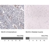 Monoclonal Anti-Mlh3 Antibody Produced In Mouse Prestige Antibodies® Powered by Atlas Antibodies, clone CL14096, affinity isolated antibody, buffered aqueous glycerol solution