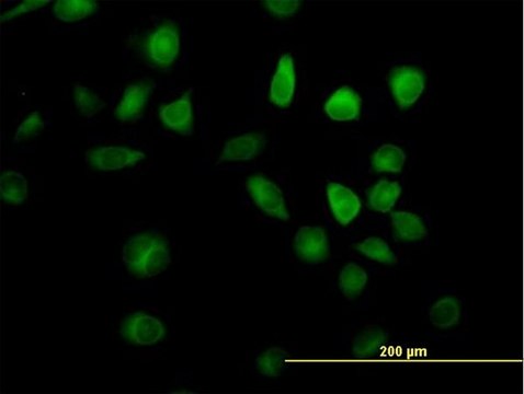 Anti-RAP1GDS1 antibody produced in mouse IgG fraction of antiserum, buffered aqueous solution