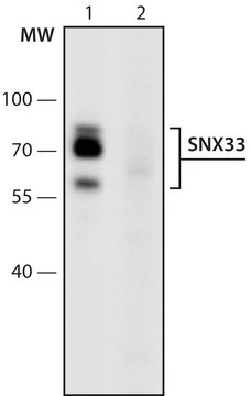 Anti-SNX33 (161-175) antibody produced in rabbit IgG fraction of antiserum