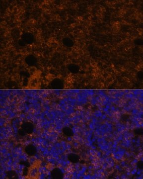 Anti-CD11B antibody produced in rabbit