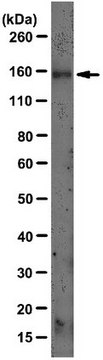 Anti-LDLR Antibody, clone C7 clone C7, from mouse