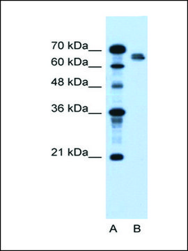 Anti-NR5A2 antibody produced in rabbit IgG fraction of antiserum